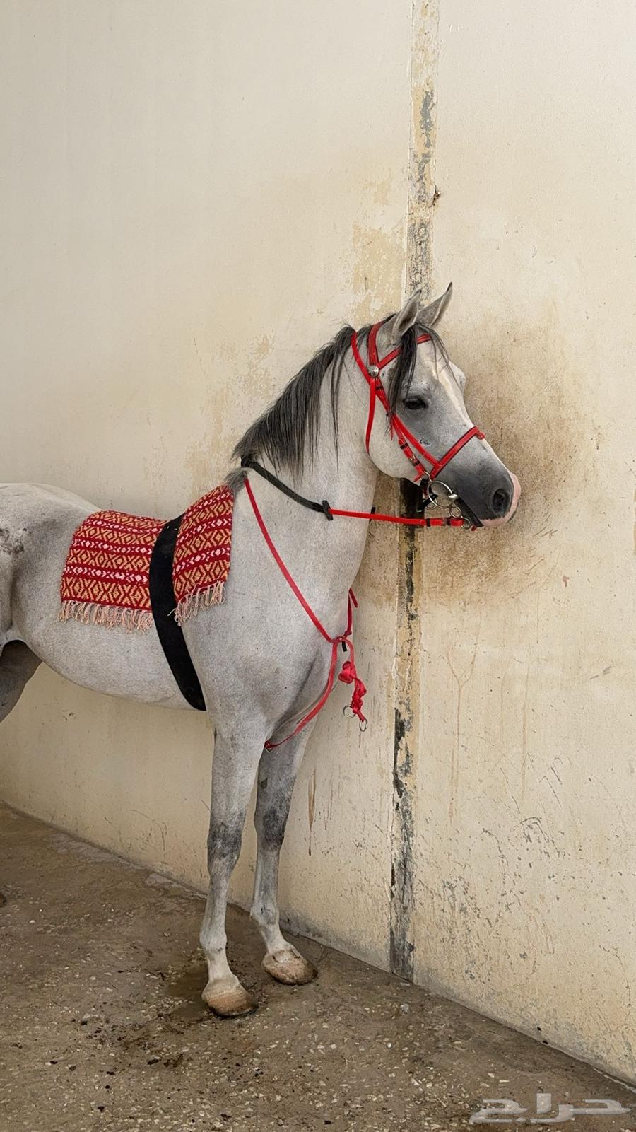 حصان شعبي63167767986178113