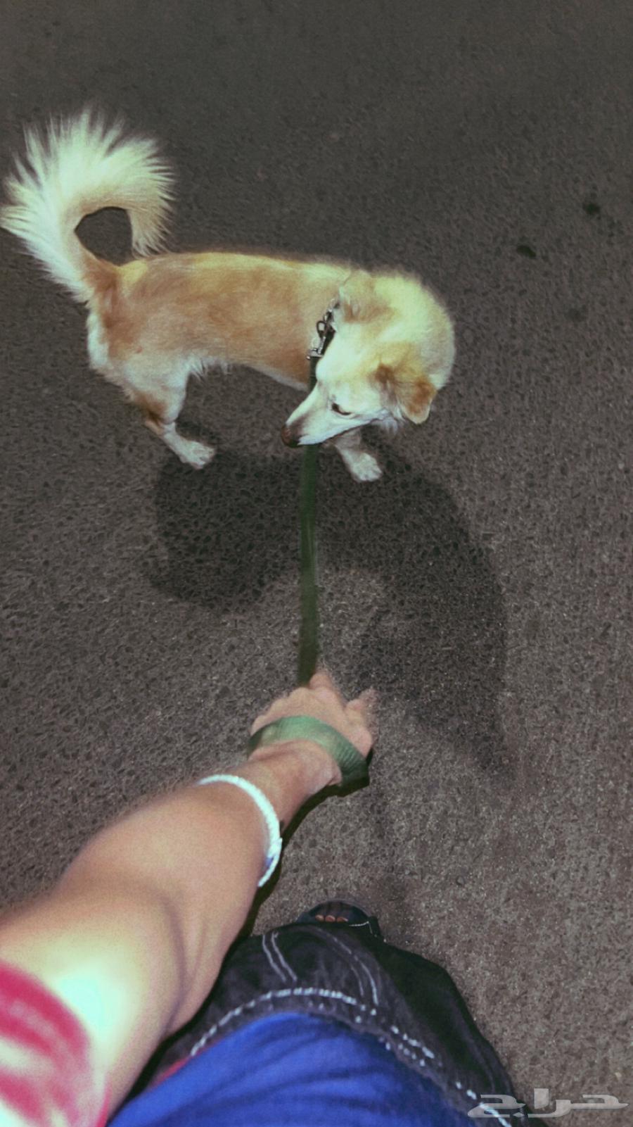 Golden dog for sale63167775401858111