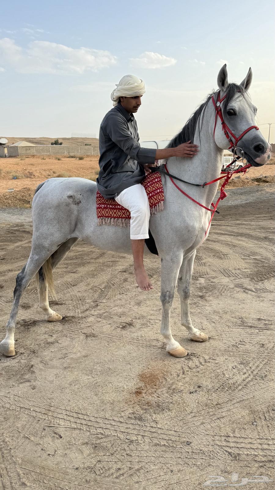 حصان شعبي63167767986178114