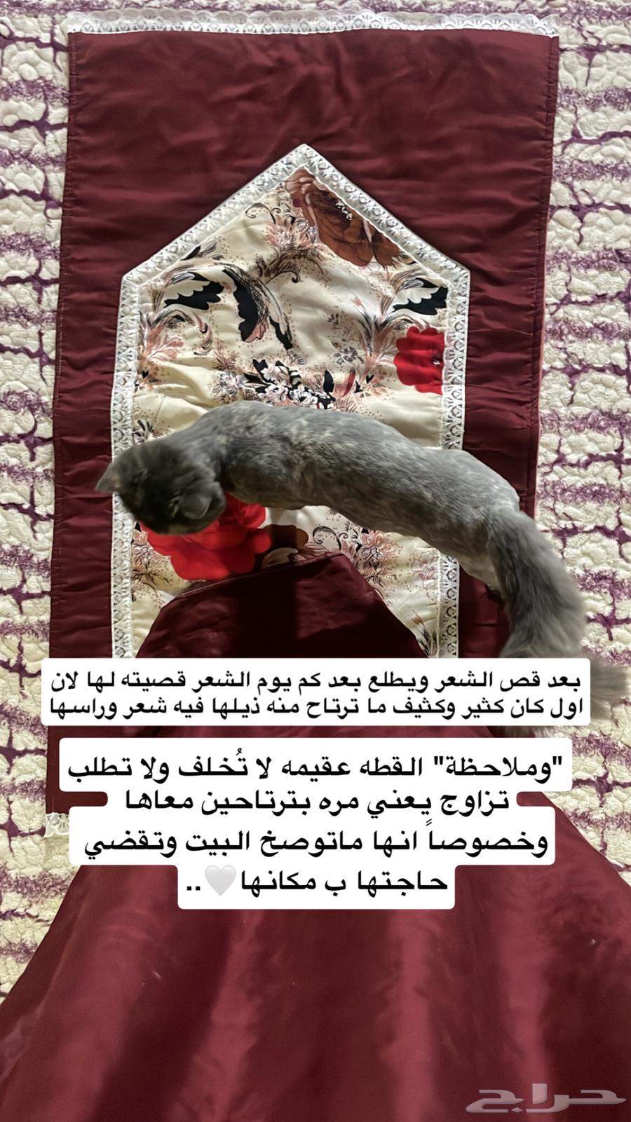 قطه63166355803137113