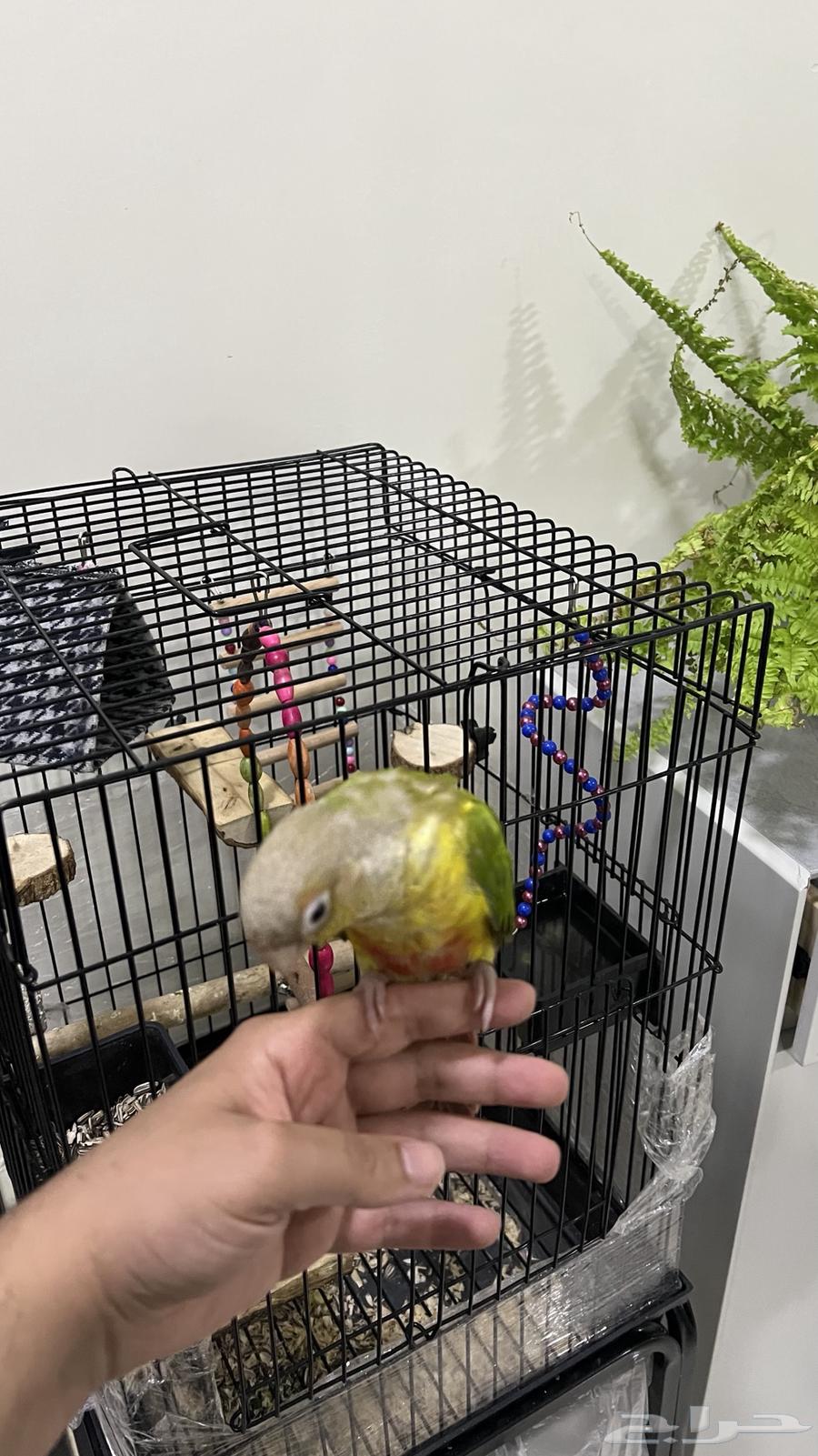 طير ببغاء كنيور اناناس63167767842049114