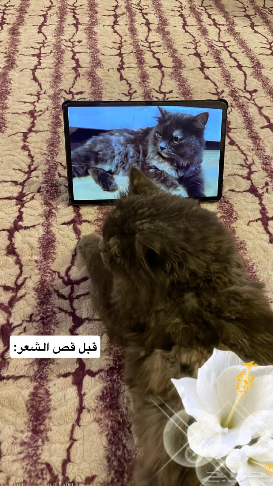 قطه63166355803137112