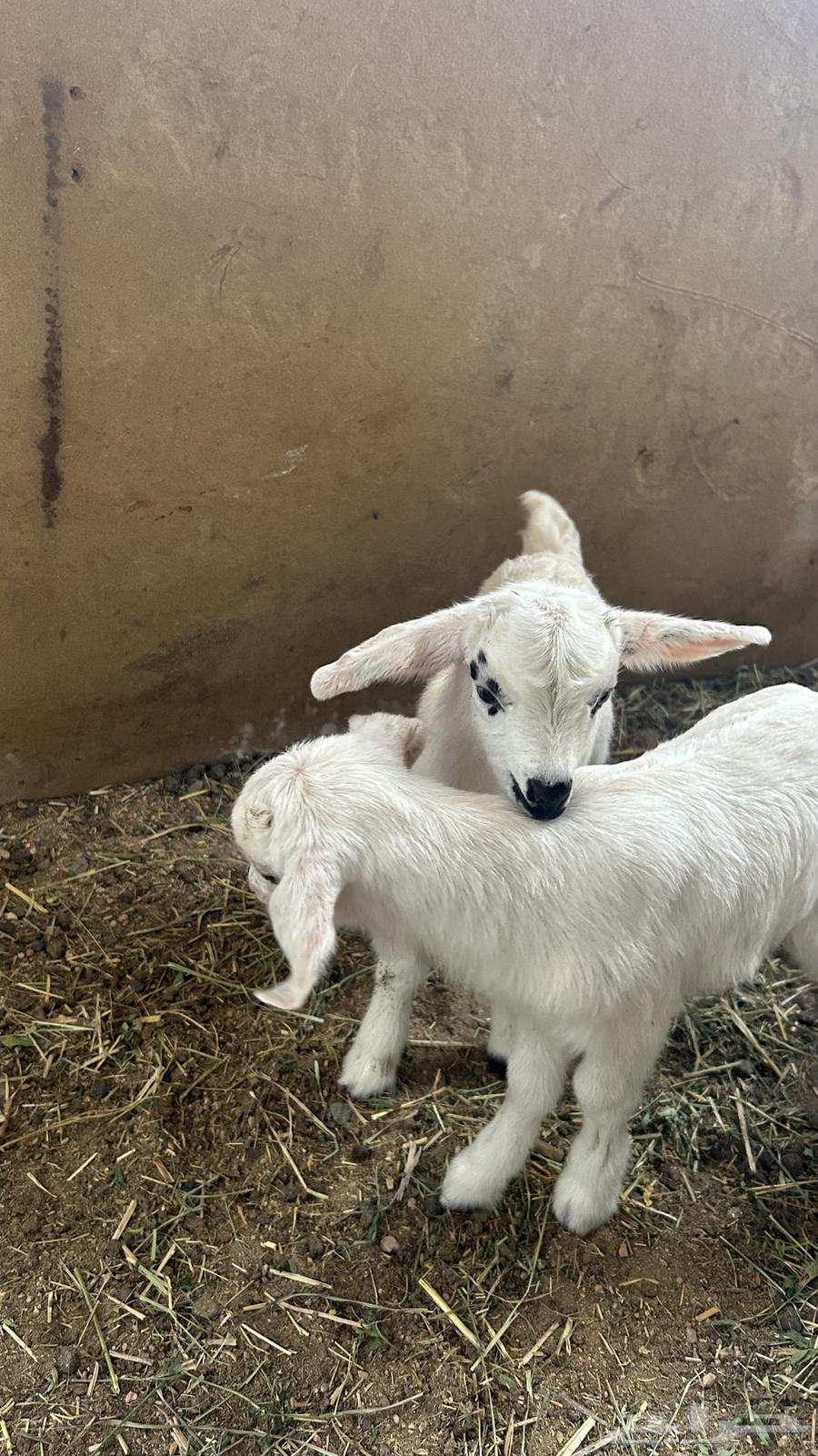 Dwarf goat for sale63168268187395113