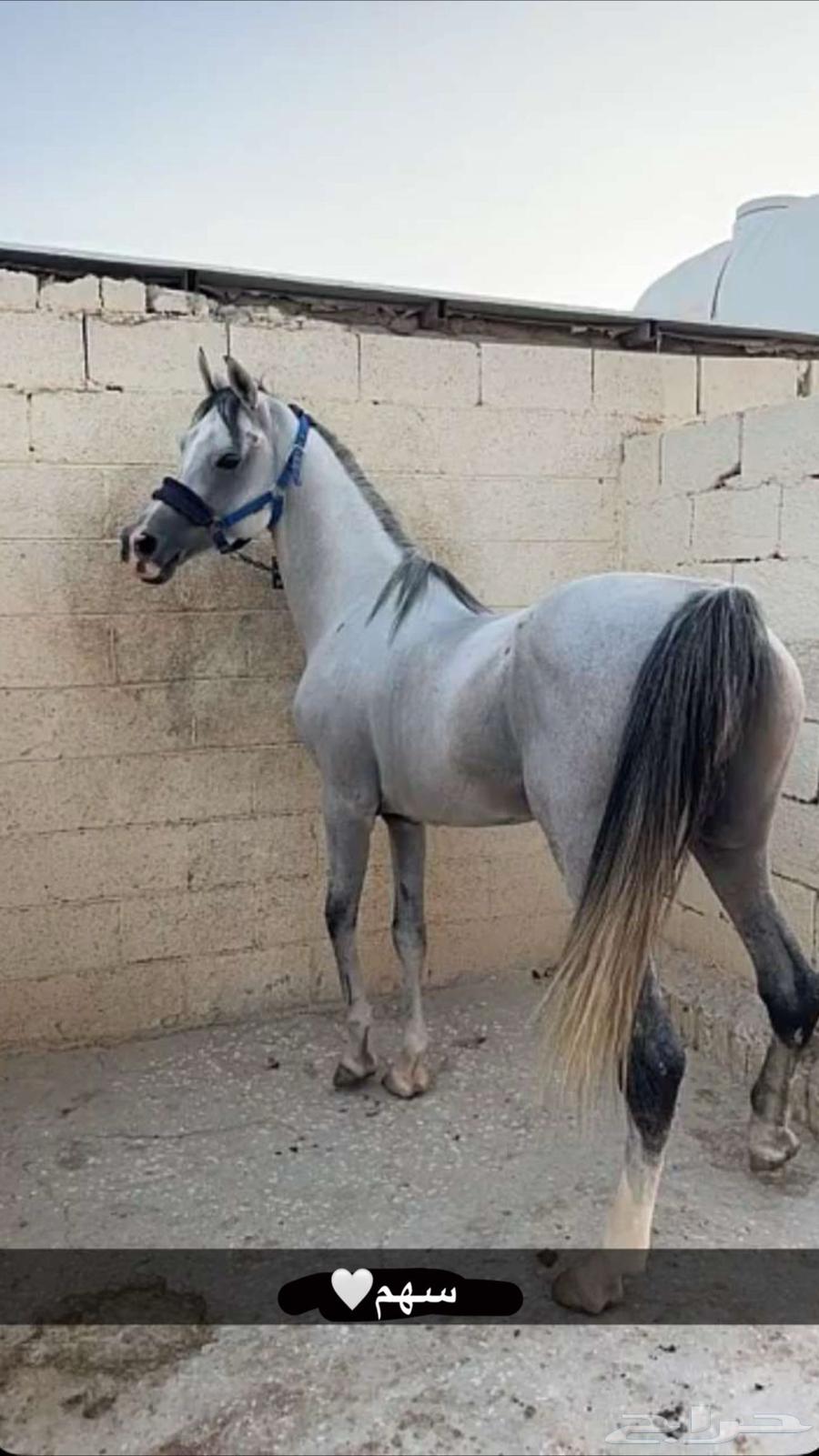 حصان شعبي63167767986178112