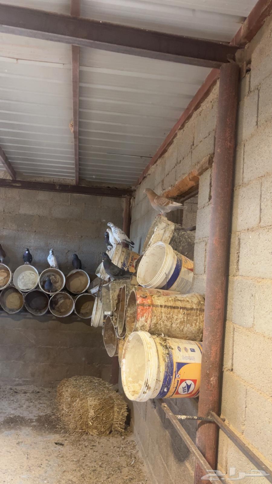 يوجد حمام مشاكيل قطايف وبكستاني وزاجل وذكر هندي وكنق63167799503489112