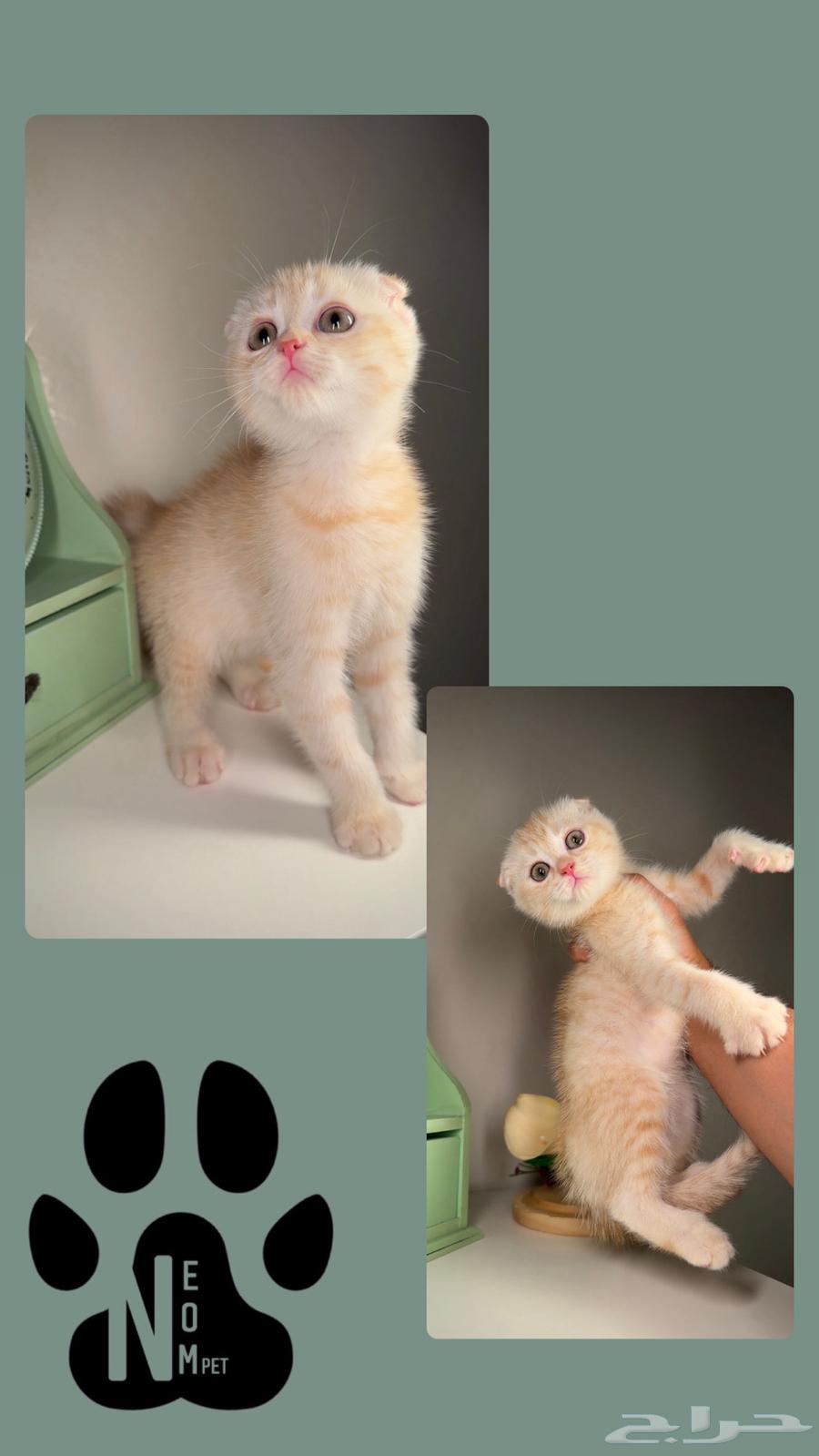 Scotch Fold Street Kitten cats for sale in Mecca, Himalayan Shorthair, easily available female cat.63168260020995114