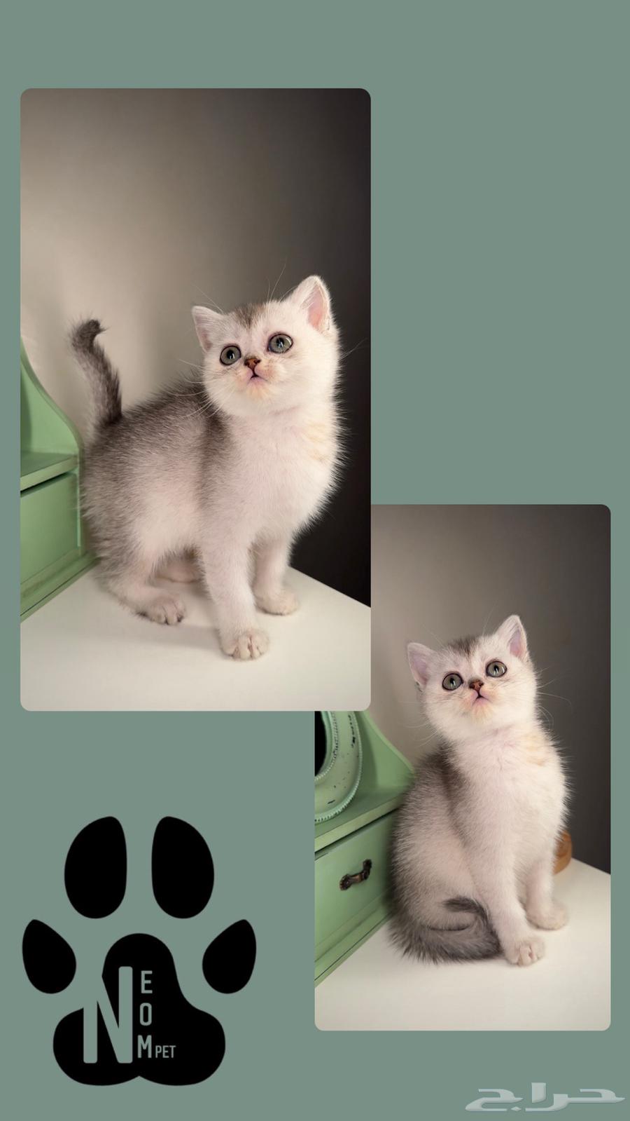 Scotch Fold Street Kitten cats for sale in Mecca, Himalayan Shorthair, easily available female cat.63168260020995113