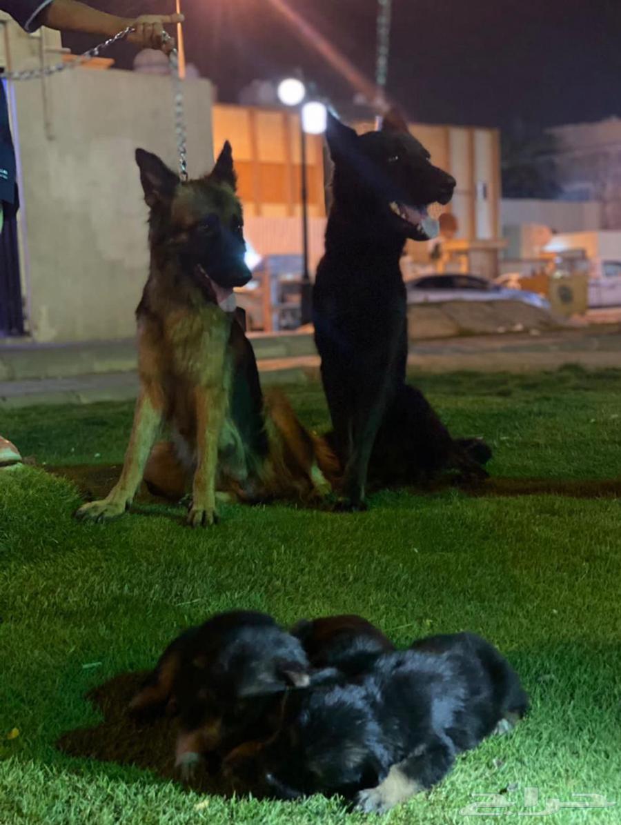 German Shepherd for guarding63168742646401112