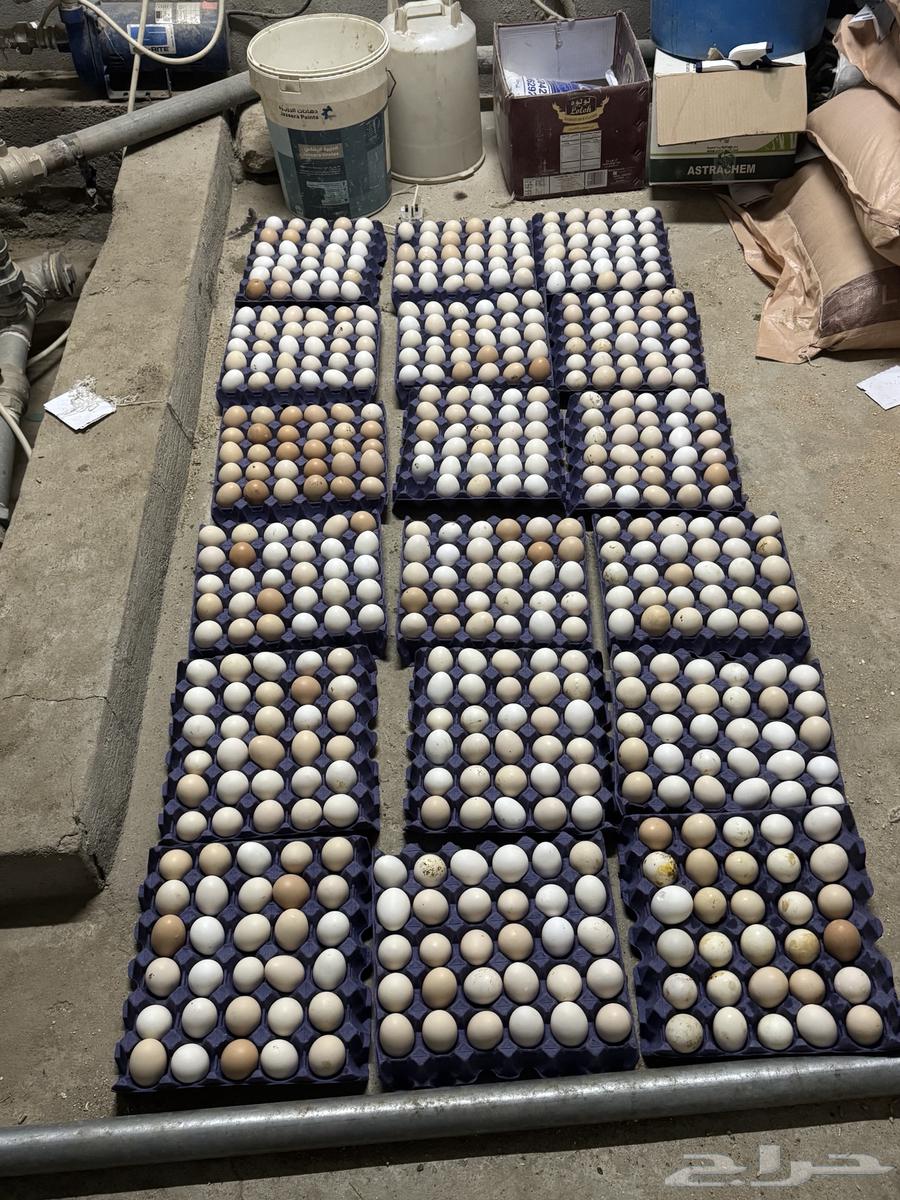 Local and French chicken eggs, very good for sale63167329074562111