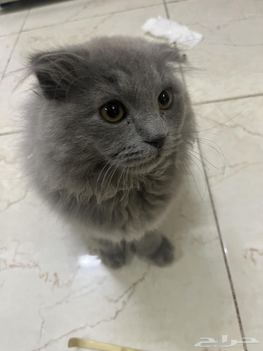 Scottish cat63168264353921111