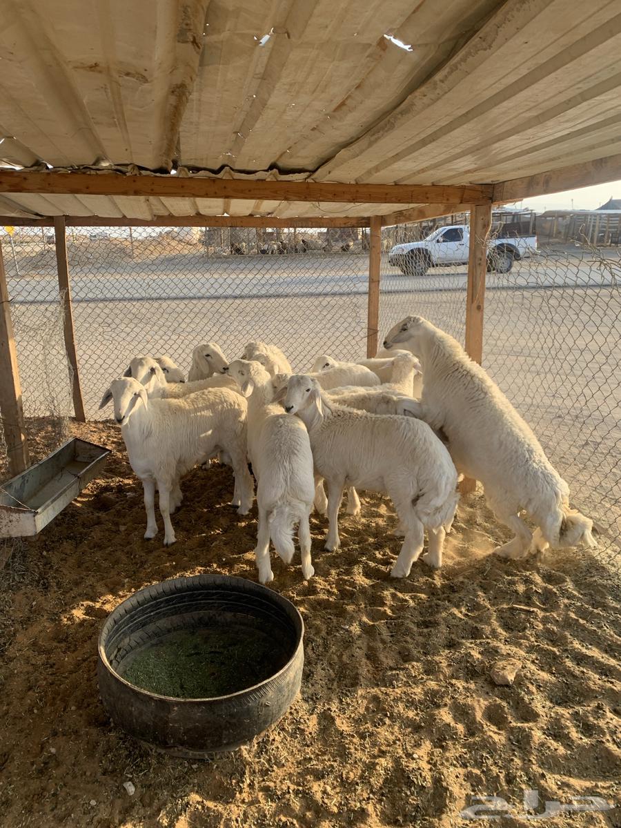 طليان حريات جبره63167305023875113