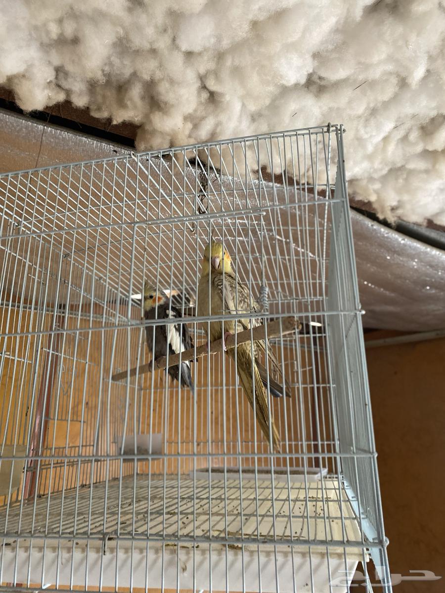 Crows63166856254082112