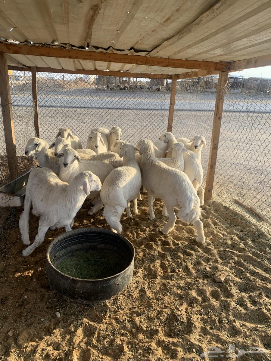 طليان حريات جبره63167305023875112