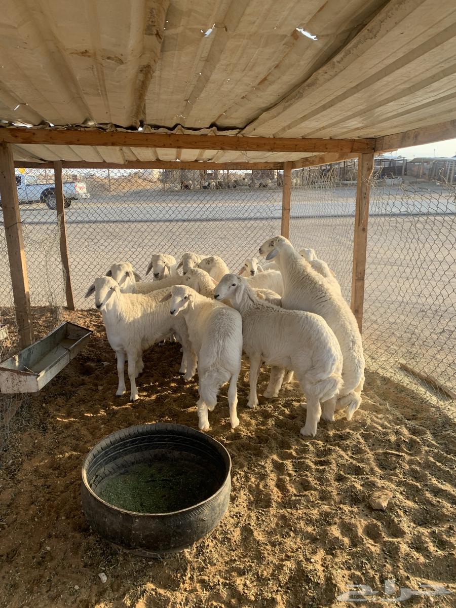طليان حريات جبره631673050238751111