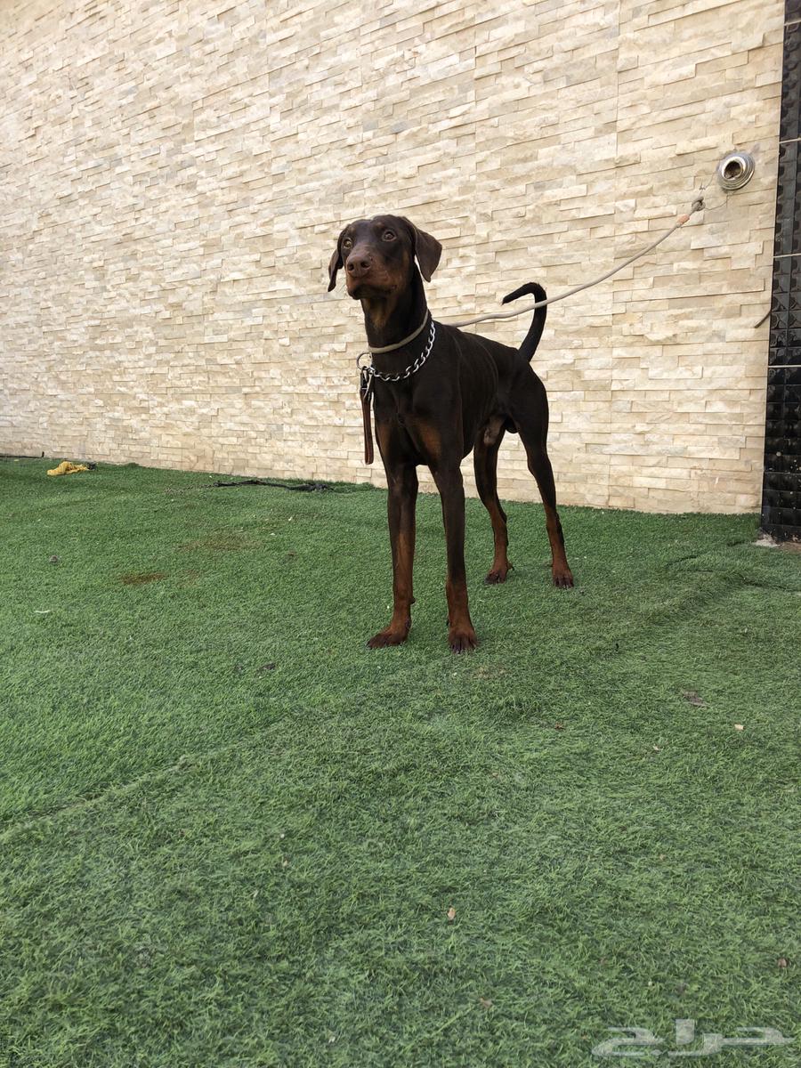 Red Doberman dog63165897180035111