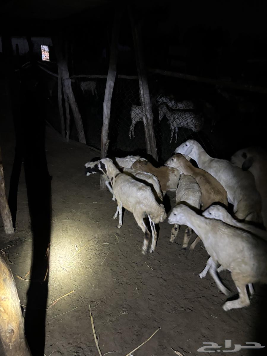15 camels for sale. Sold63167771440642111