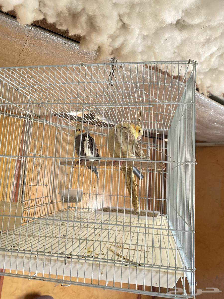 Crows63166856254082114