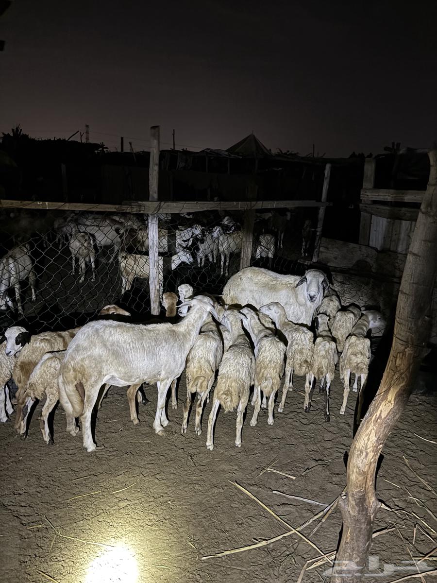 15 camels for sale. Sold63167771440642112