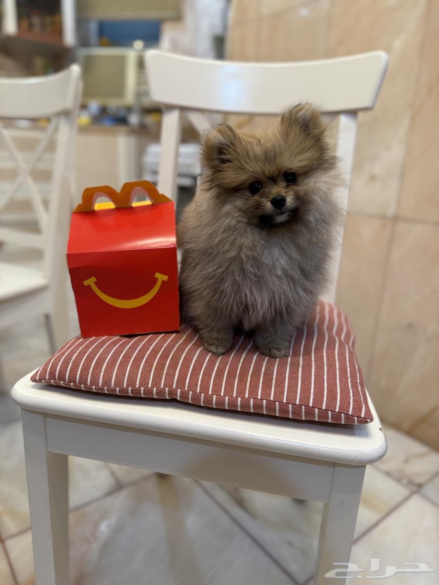 Smarai - A beautiful Pomeranian puppy (sold)631682680368671119
