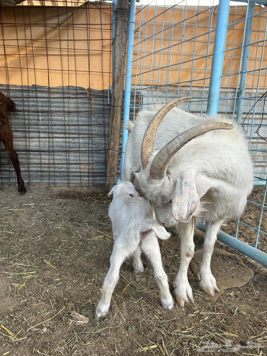 Dwarf goat for sale63168268187395114