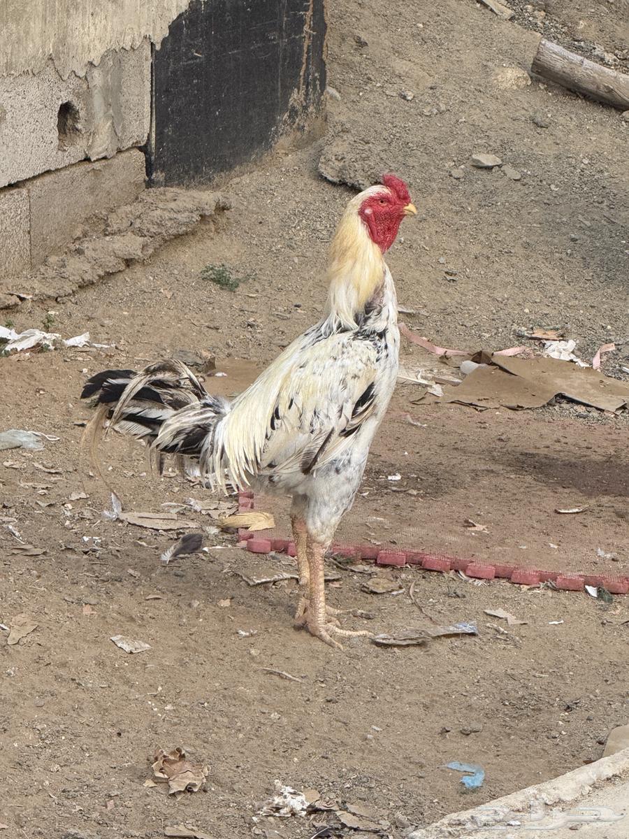 Persian chicken63167795553666111
