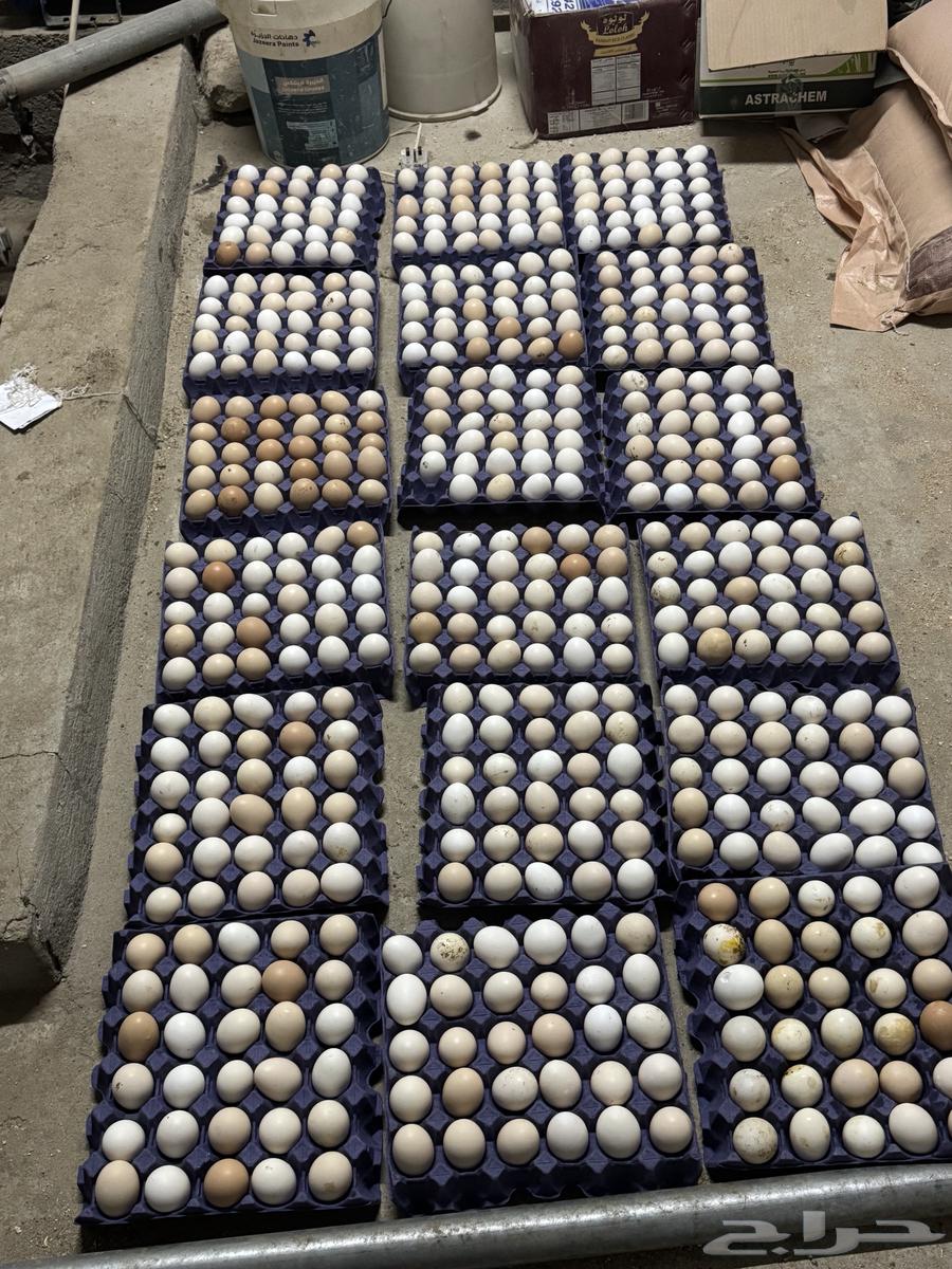Local and French chicken eggs, very good for sale63167329074562110