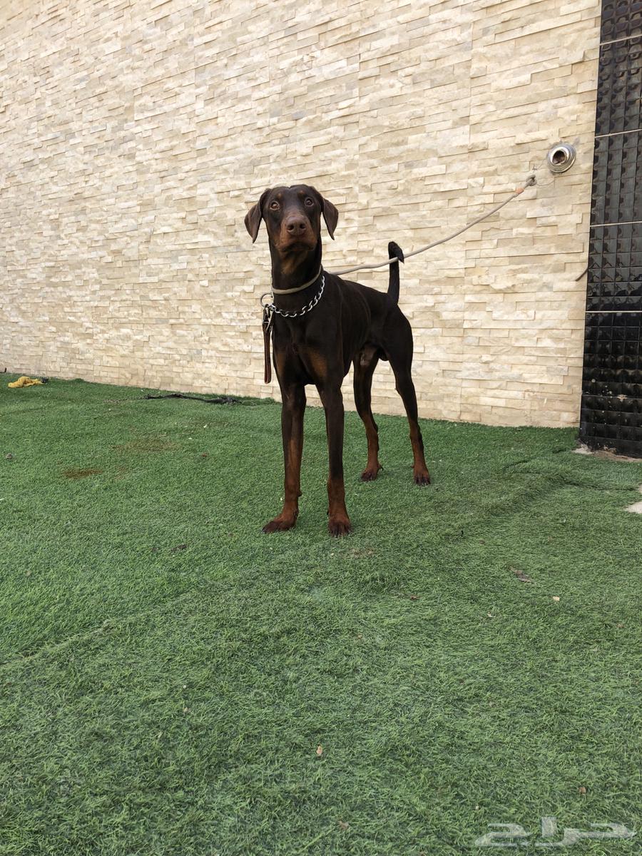 Red Doberman dog631658971800351115