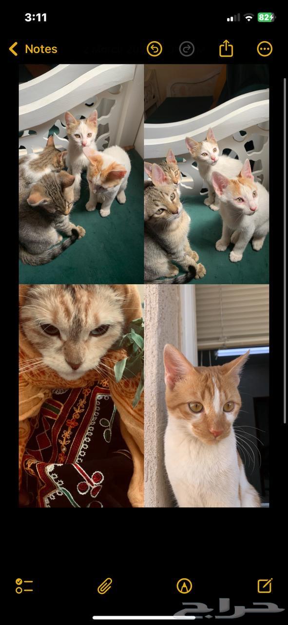 Cats63168743269889113