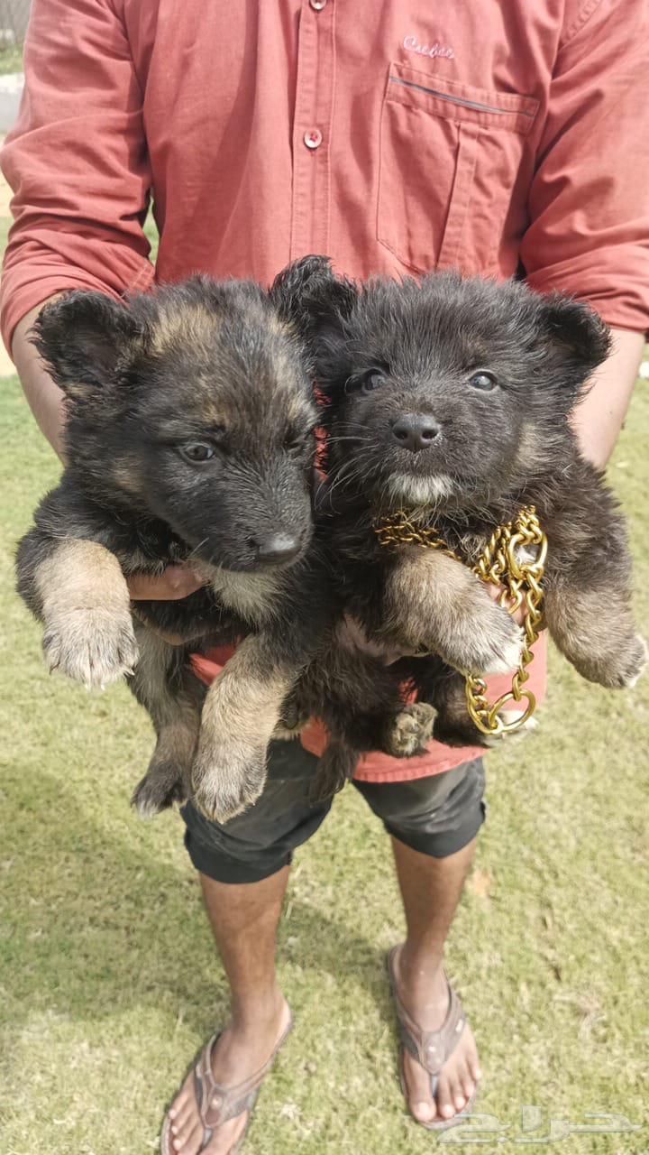 German Shepherd for guarding631687426464011112