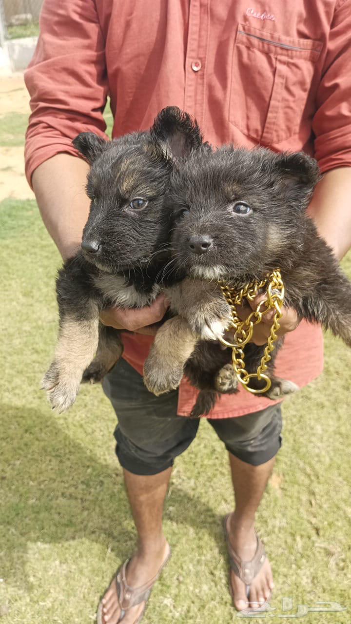 German Shepherd for guarding63168742646401111
