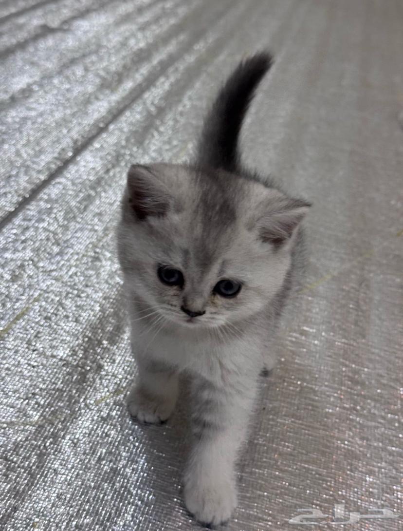 قط سكوتش فولد ستريت ذكر63167313388291113