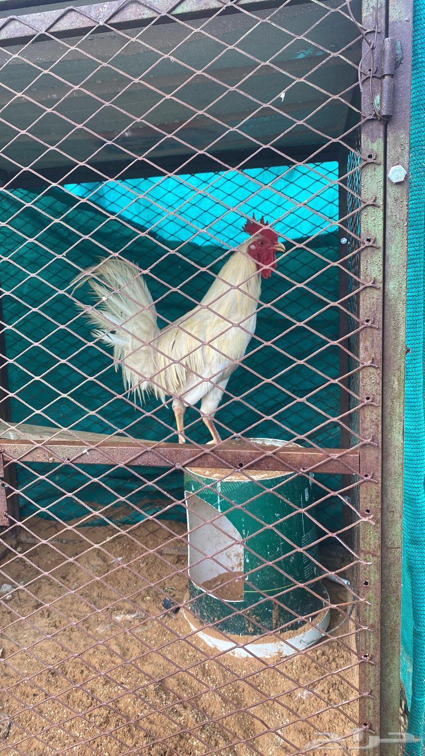 White Arabic rooster63167795486338111