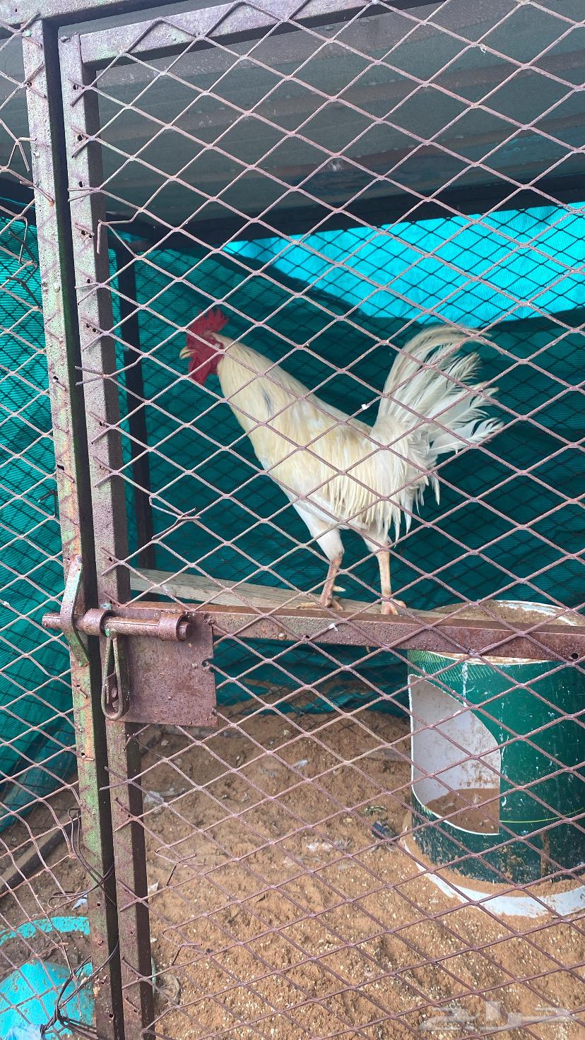 White Arabic rooster63167795486338112