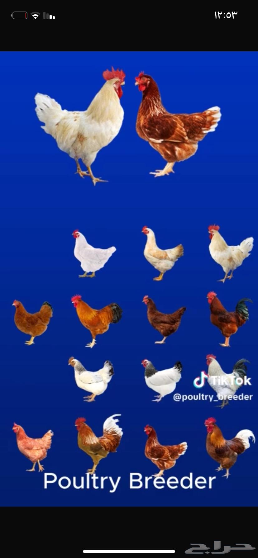 Fertilized eggs for Lehman63168742936194112
