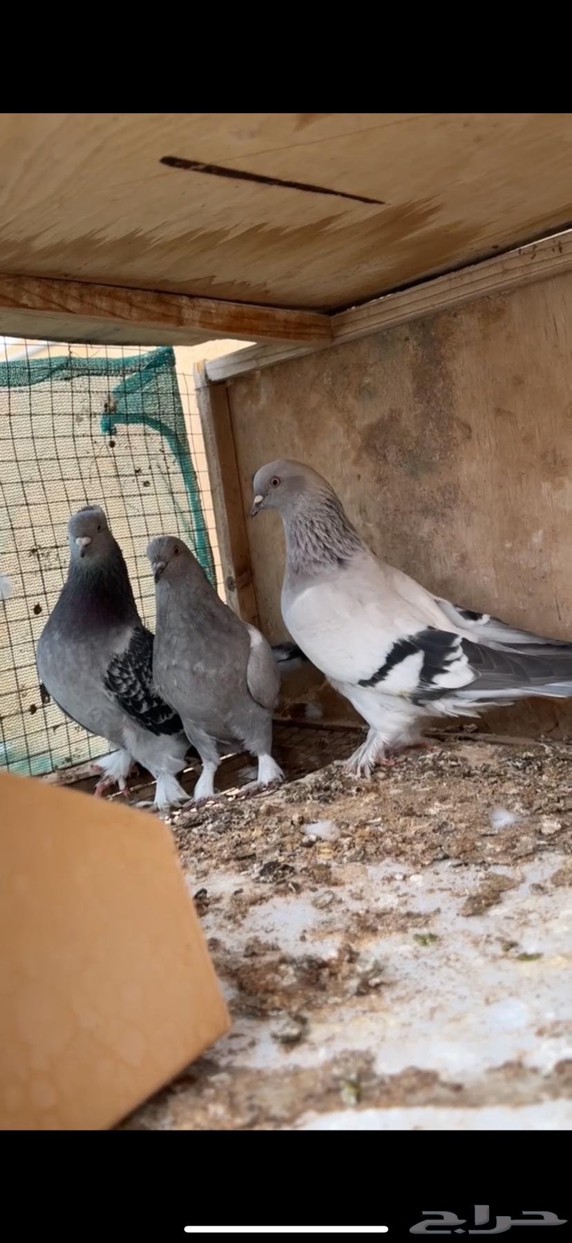 For sale: a Turkish pair with their production and two males in one belly.63168747341313111