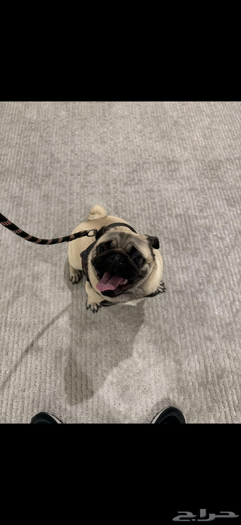 For sale, a two-year-old dog.63165897306115112