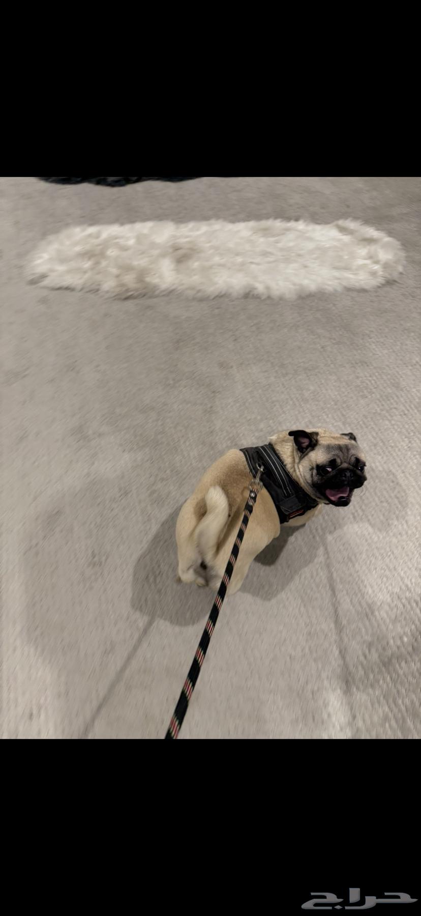 For sale, a two-year-old dog.63165897306115114