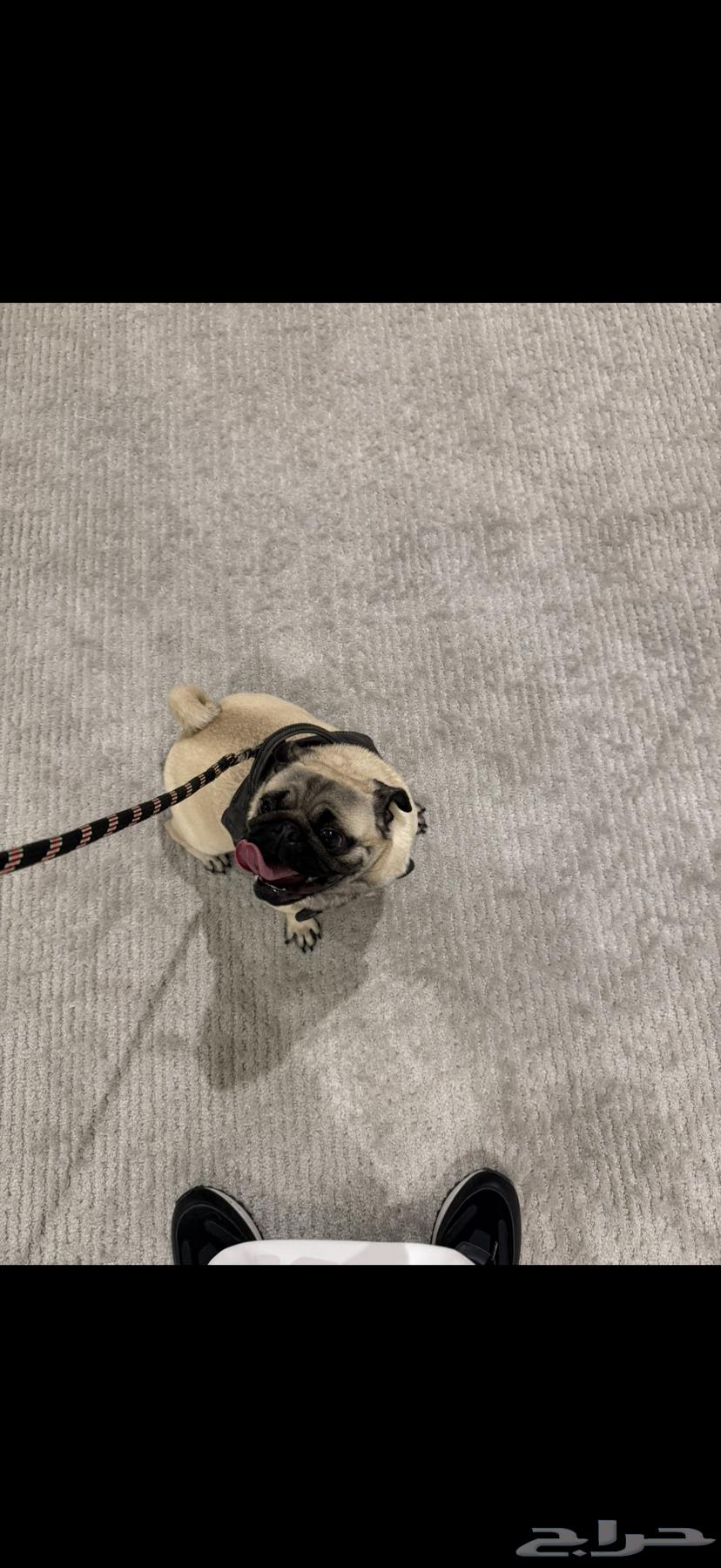 For sale, a two-year-old dog.63165897306115113