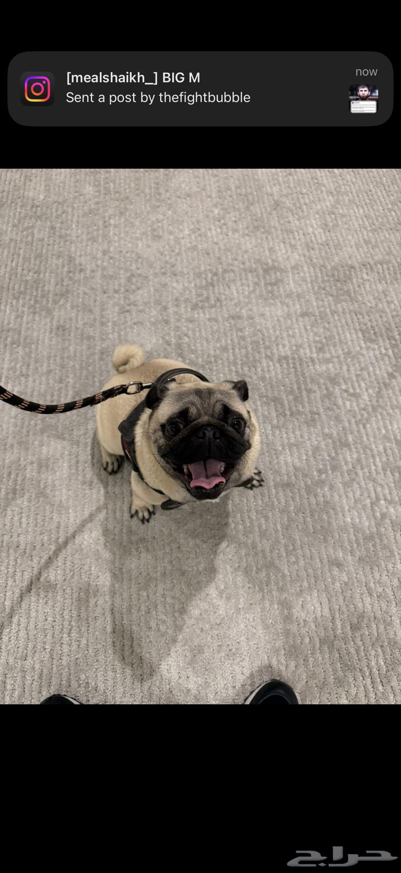 For sale, a two-year-old dog.63165897306115111