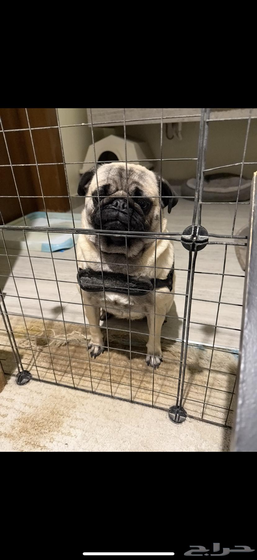 For sale, a two-year-old dog.631658973061151116