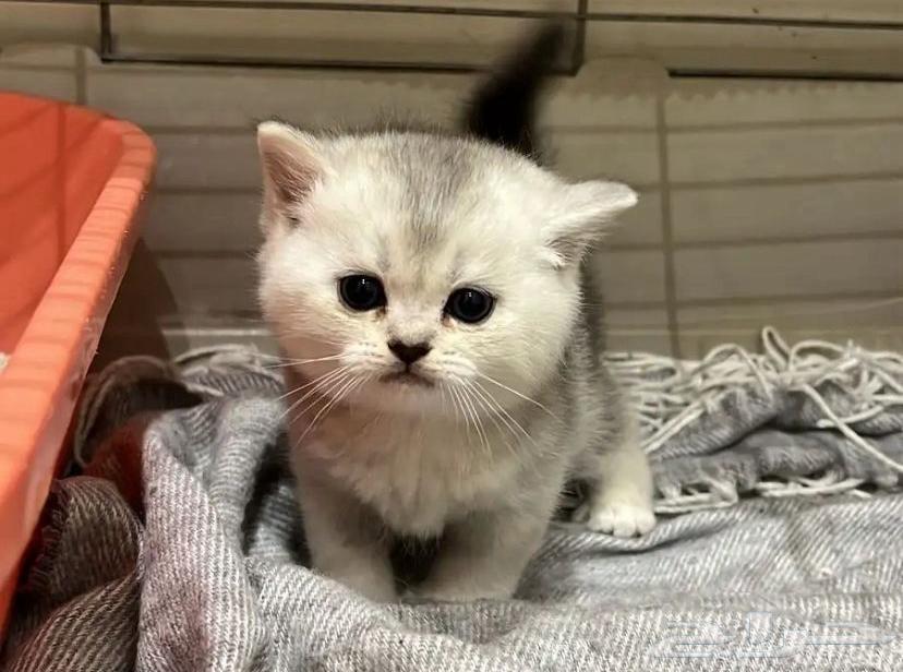قط سكوتش فولد ستريت ذكر63167313388291119