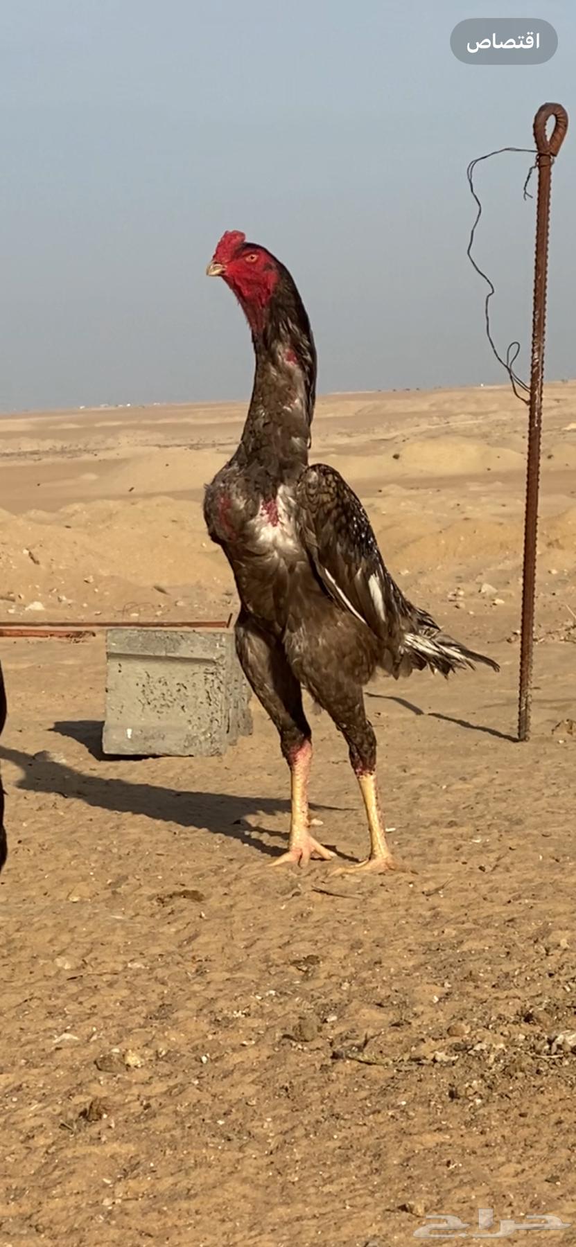A rare rooster, remember God63505973340162111