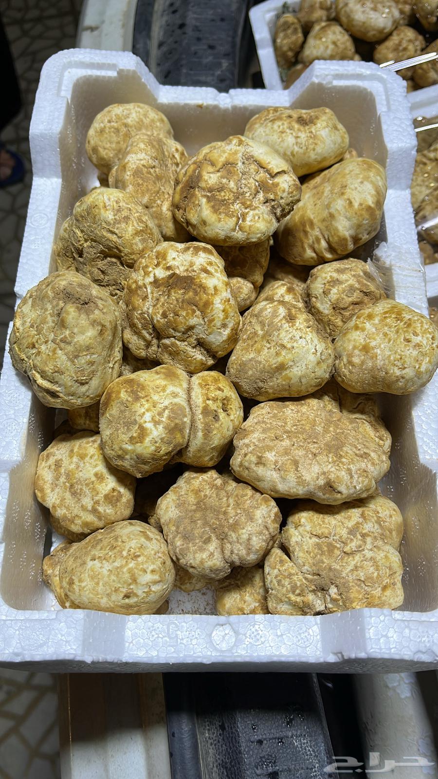 فقع زبيدي63165896813953111