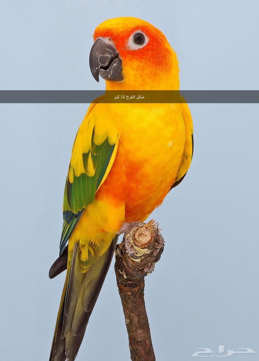 فرخ صن كنيور الليف هدد نشبة غرر على وشك فطام63173262093570111