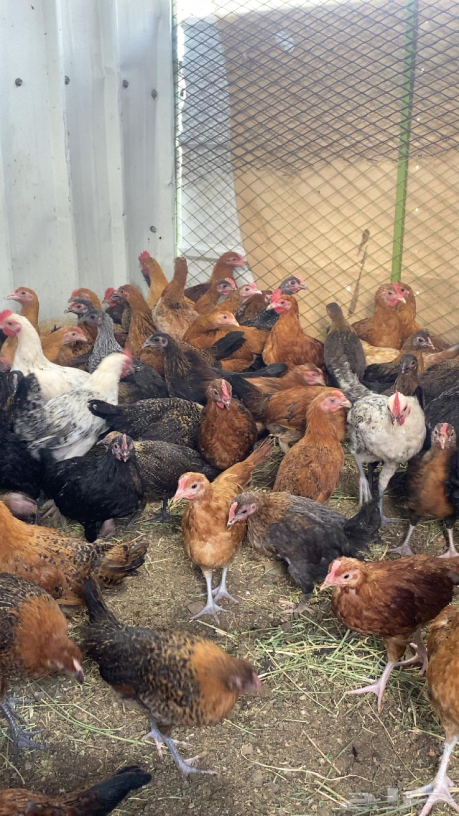Local chicken, age 3 months63165471847553112
