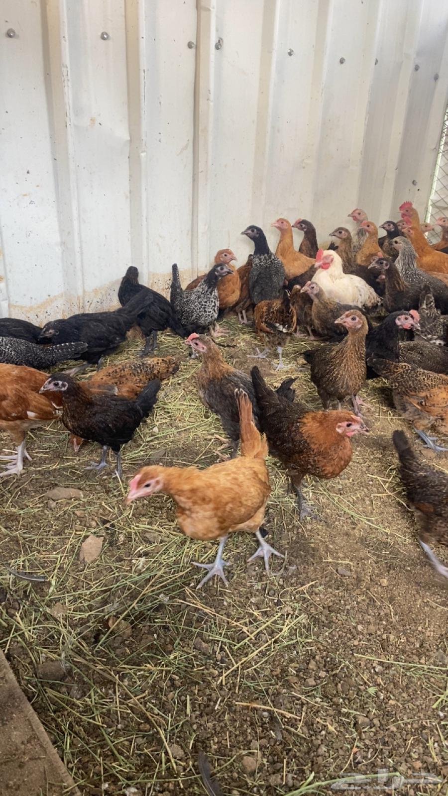 Local chicken, age 3 months63165471847553111