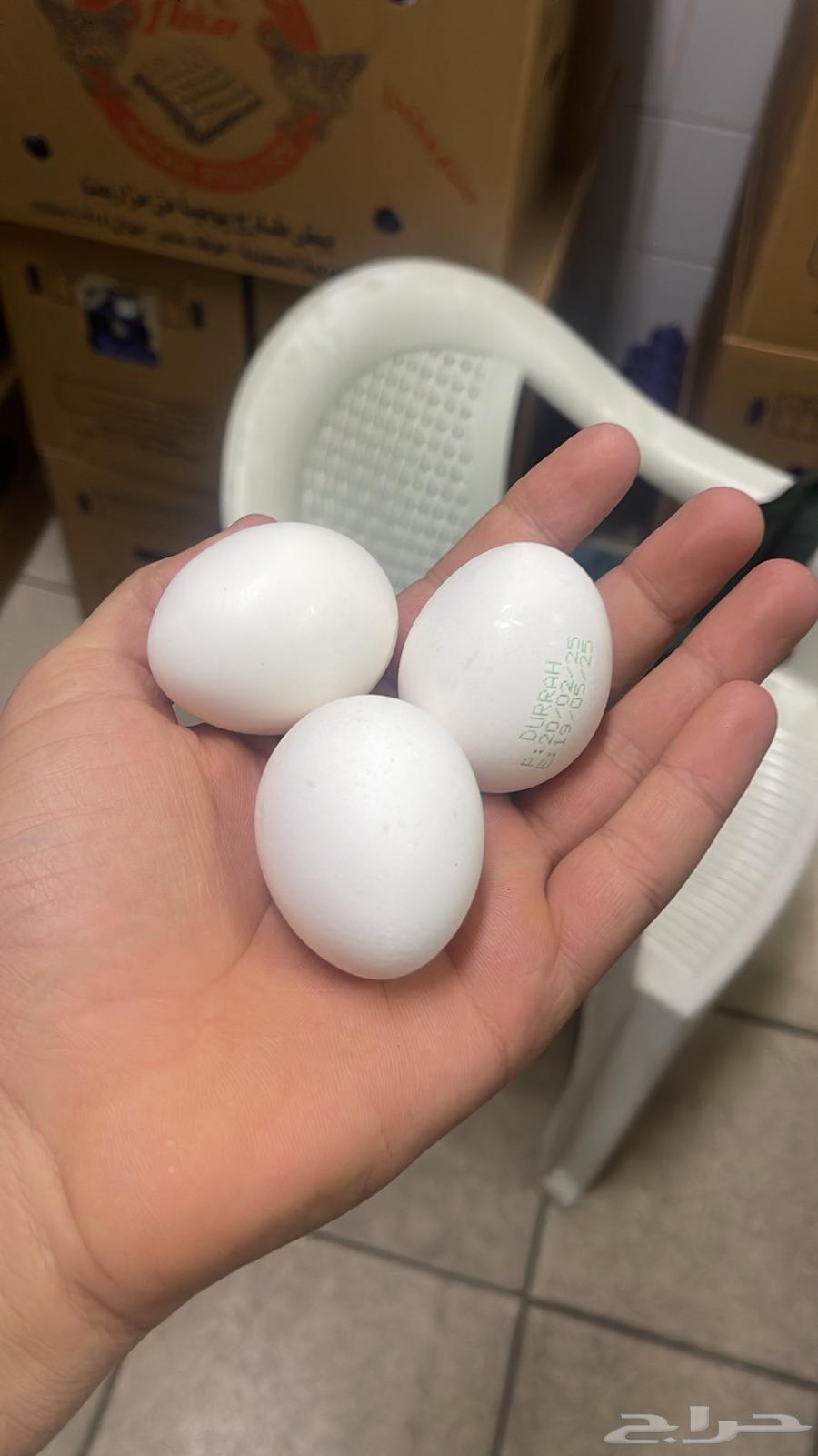 بيض واطني طازج63165924209666113