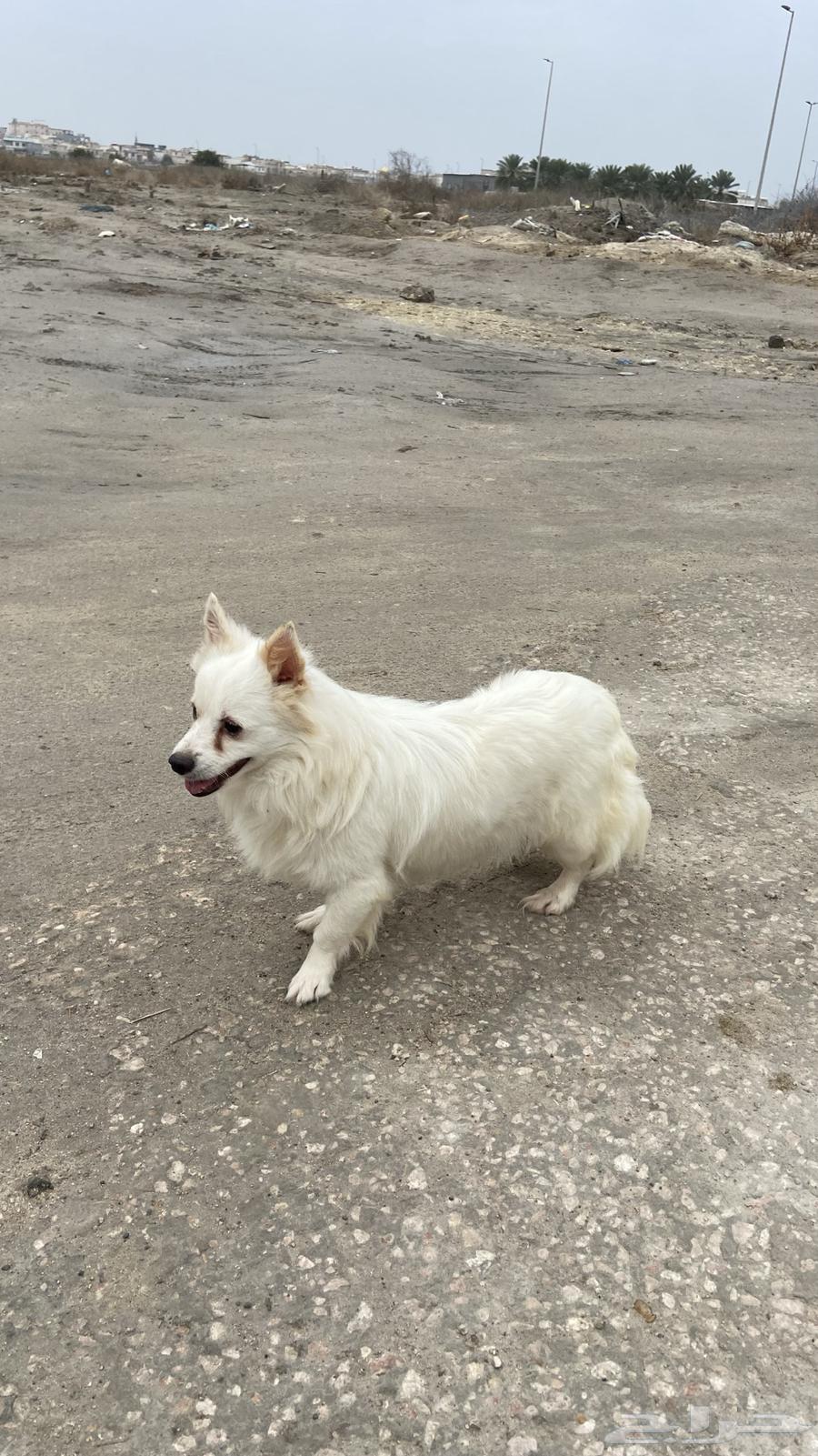 For sale, a Shih Tzu male, long-haired, white63164967617027112