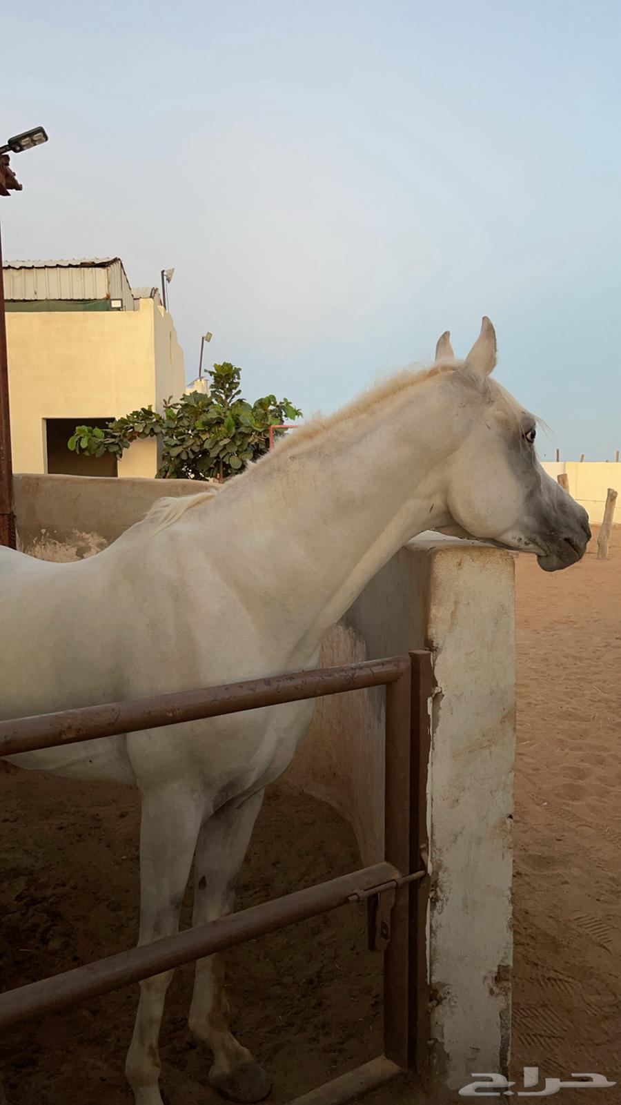 A horse and him63165436928003113