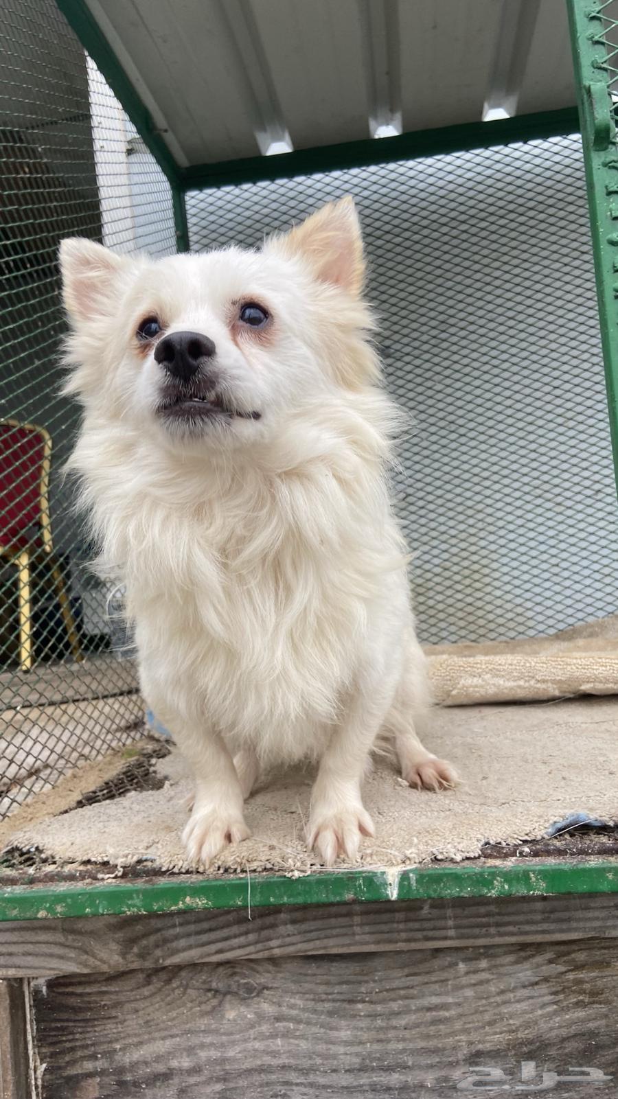 For sale, a Shih Tzu male, long-haired, white63164967617027114